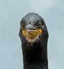 Shag