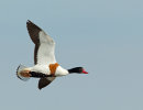 Shelduck
