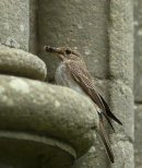 Spotted Flycatcher