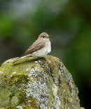 Spotted Flycatcher
