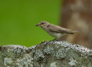 Spotted Flycatcher