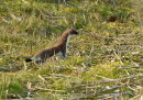 Stoat