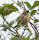 Stonechat