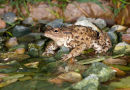 Common Toad
