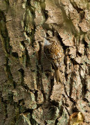 Treecreeper