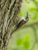 Treecreeper