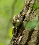 Treecreeper