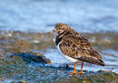 Turnstone