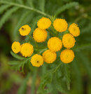 Tansy