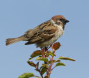 Tree Sparrow