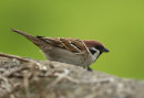 Tree Sparrow