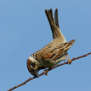 Tree Sparrow