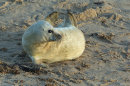 Grey Seal Pup