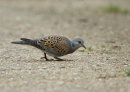 Turtle Dove