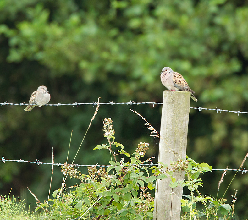 Turtle Doves