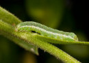 Awaiting identification