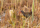 Water Rail