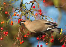Waxwing