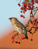Waxwing