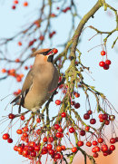 Waxwing