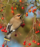 Waxwing