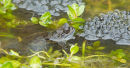 Common Frog