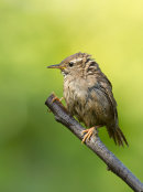 Wren