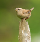 Wren