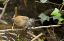 Wren