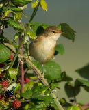 Reed Warbler