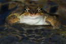 Common Frog