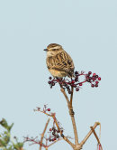 Whinchat