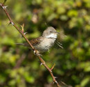 Whitethroat