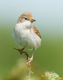 Whitethroat