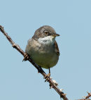 Whitethroat