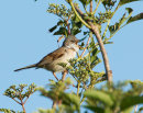 Whitethroat