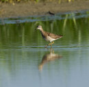 Wood Sandpiper