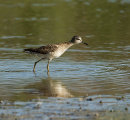 Wood Sandpiper