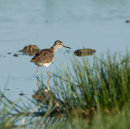 Wood Sandpiper