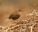 Wren
