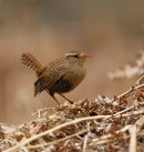 Wren