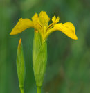 Yellow Flag