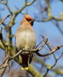 Waxwings
