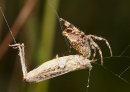 Garden Spider with grasshopper