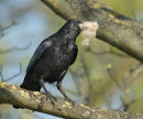 Carrion Crow