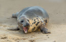Grey Seal