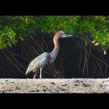 Senegal and Gambia 12