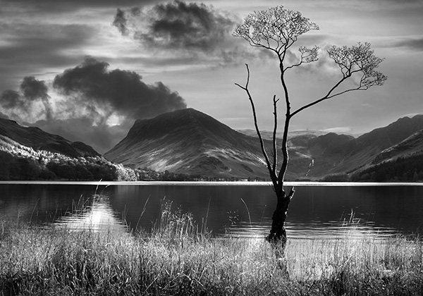 Tree on Buttermere