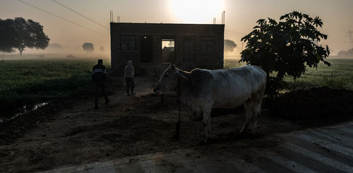 Early morning in the fields, Chambal, Uttar Pradesh, January 2018