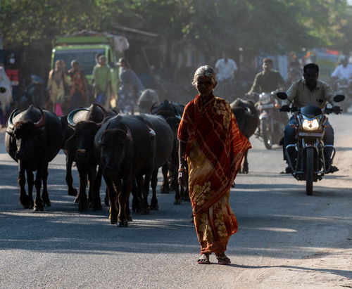 Lady with her herd of buffalo, Hampi